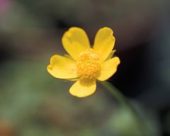 Tapeta Nature Flowers 666.jpg